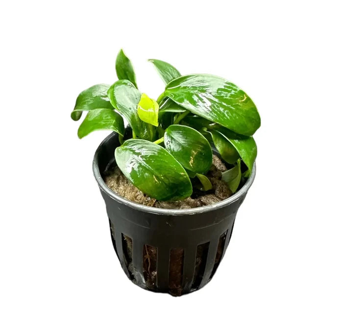 Black hydroponic pot with Anubias Nana Bonsai green leafy plant