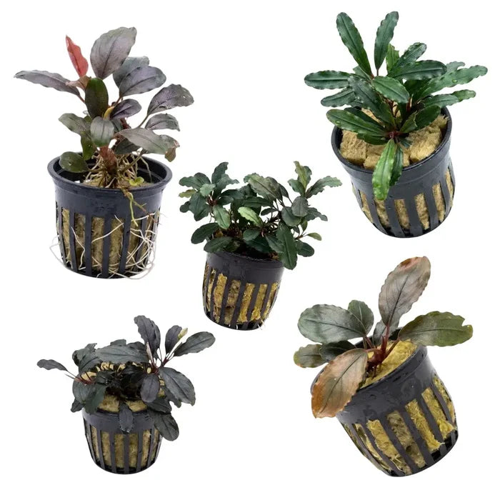 Black plastic plant baskets with vertical slits holding small bucephalandra hellfire aquatic plants in yellow substrate