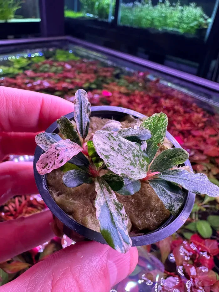 Bucephalandra Variegated potted aquatic plant with green, white, pink leaves