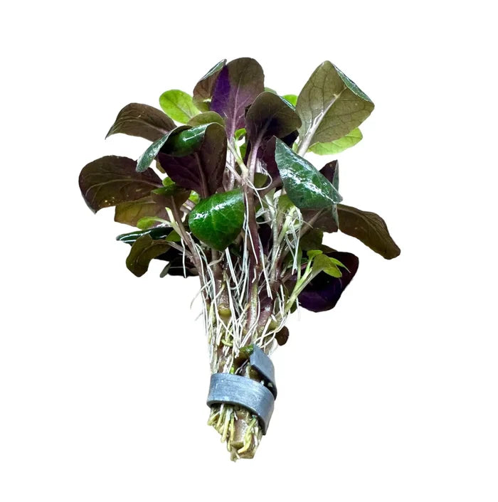 Dwarf Lobelia cardinalis bunch — live aquarium plant, purple-tinged leaves with roots
