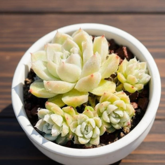 Echeveria 'White Queen'