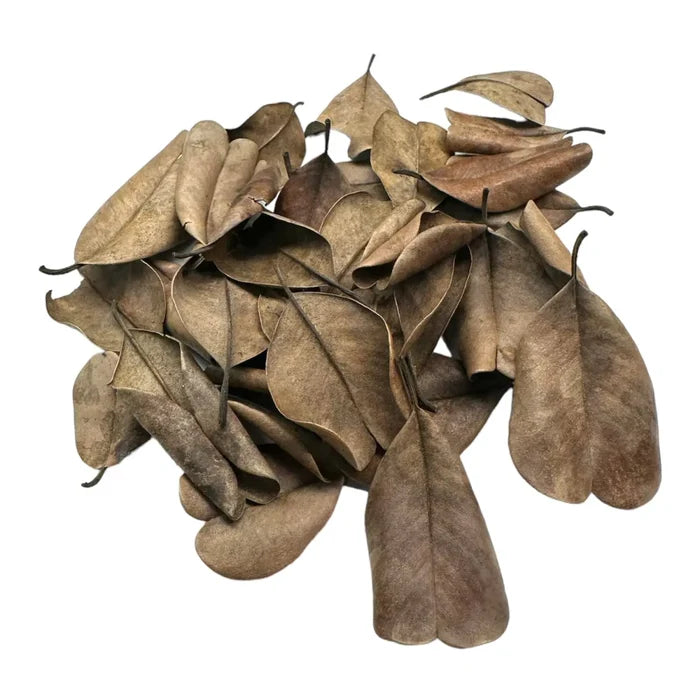 Palu Leaves — pile of 20 dried brown leaves with curled edges