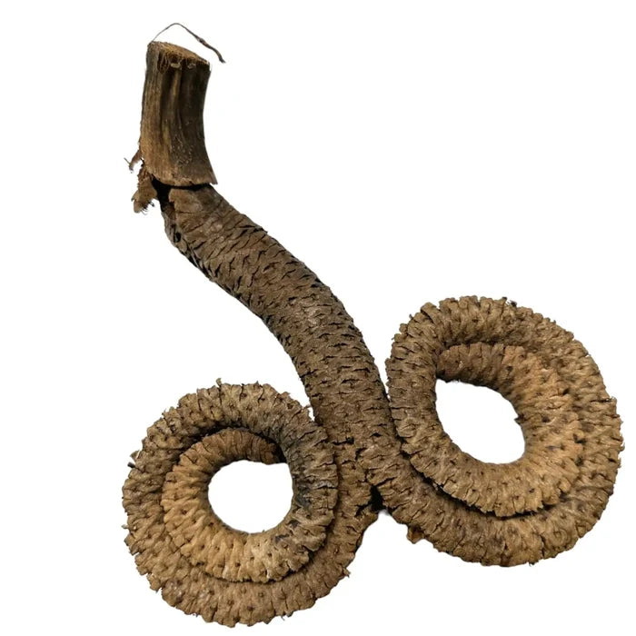 Ramshorn Pods — dried spiral seed pods with fibrous texture