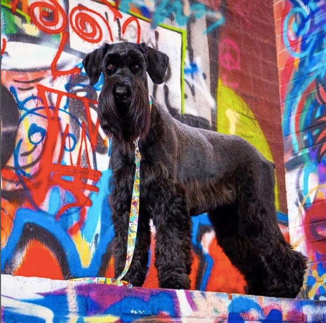 GRAFFITI-SPORT-DOG-COLLAR-LEASH