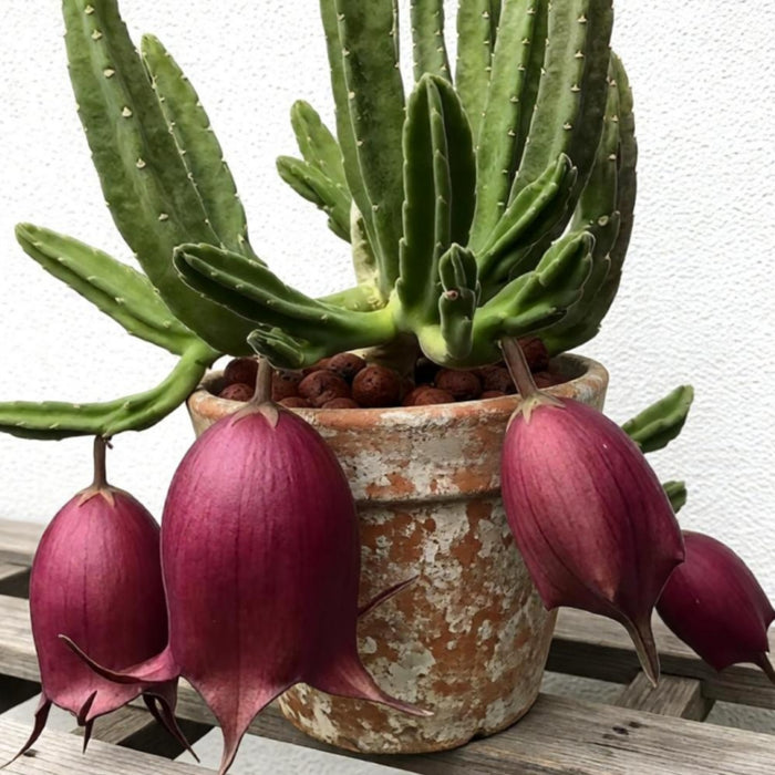 Stapelia Leendertziae