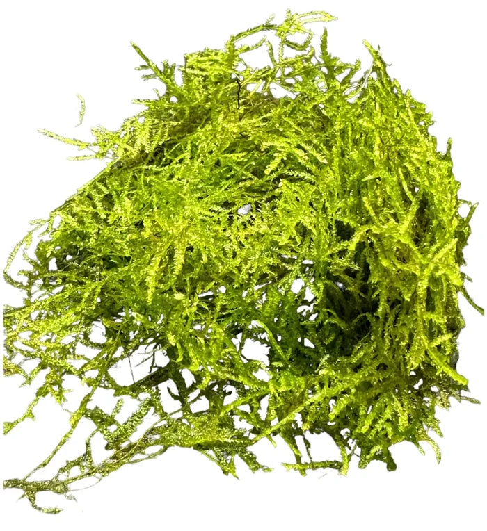 Weeping Moss Vesicularia Ferriei with delicate green fronds for aquariums