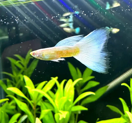 Albino full white platinum guppy pair with translucent golden-orange body and flowing light blue tail fins swimming in aquarium