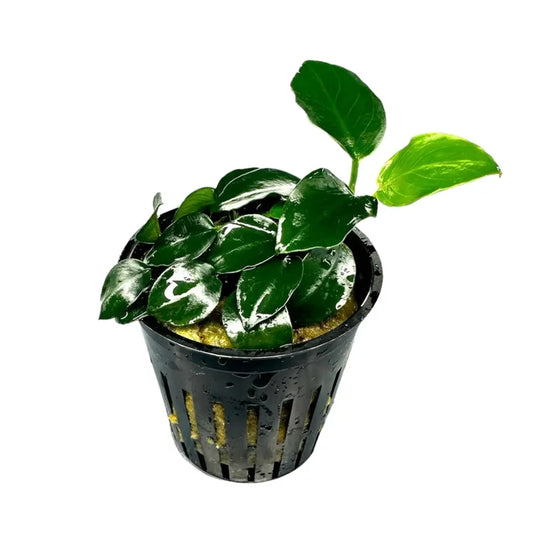 Anubias nana petite — live potted aquarium plant with small green leaves