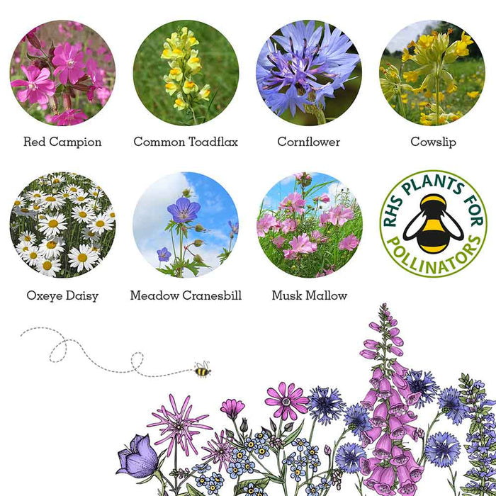 Bee Seedball Wildflower Boxes &Keep