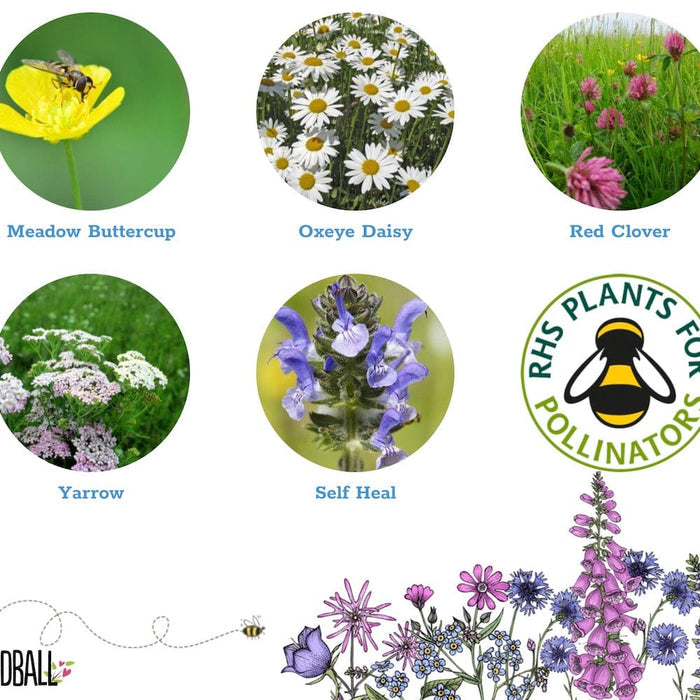 Bee Seedball Wildflower Boxes &Keep