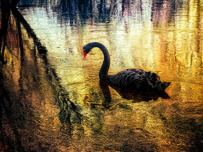 Black Swan | by Nick Psomiadis