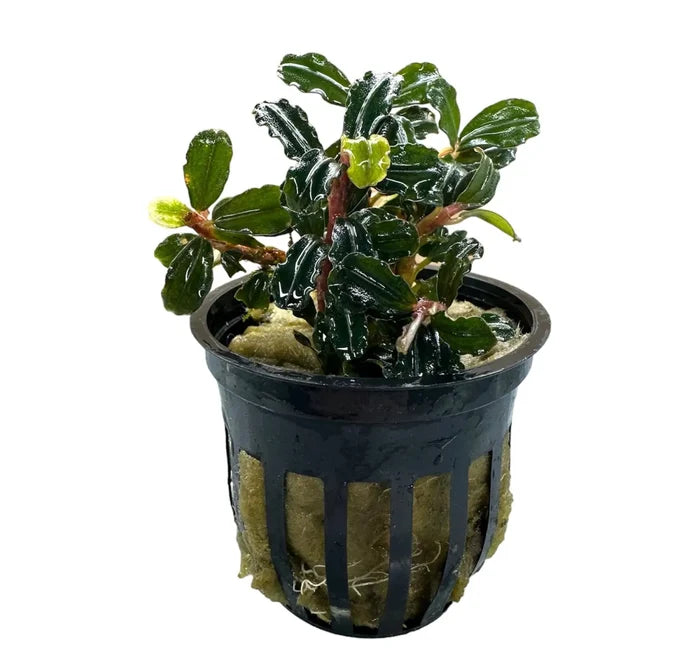 Bucephalandra Amanda: lush dark green aquatic plant in black pot