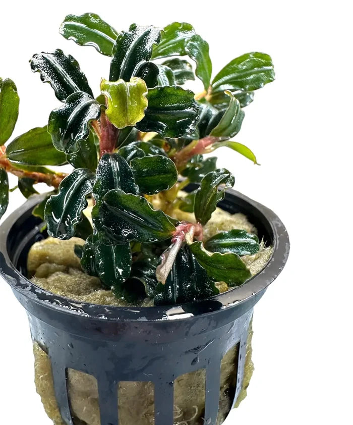 Bucephalandra Amanda plant in black pot with wavy green leaves