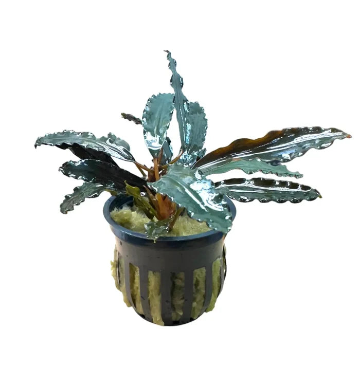 Bucephalandra Black Sordidula — live aquarium plant in black textured pot
