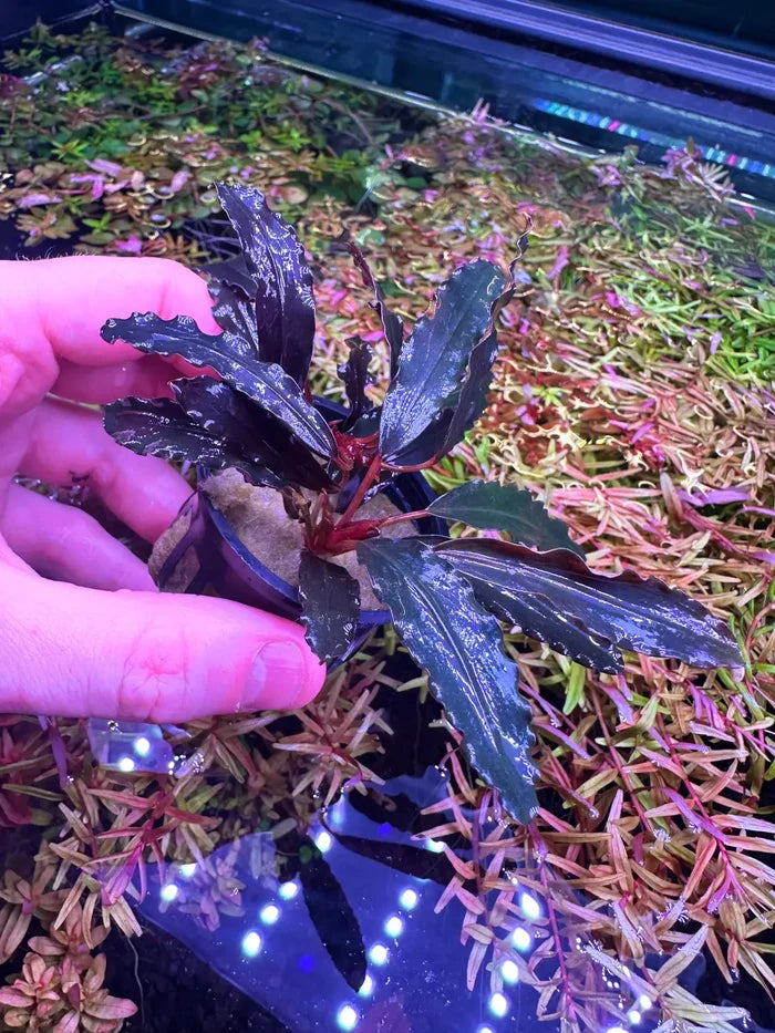 Dark green Bucephalandra Black Sordidula with red stems in aquarium