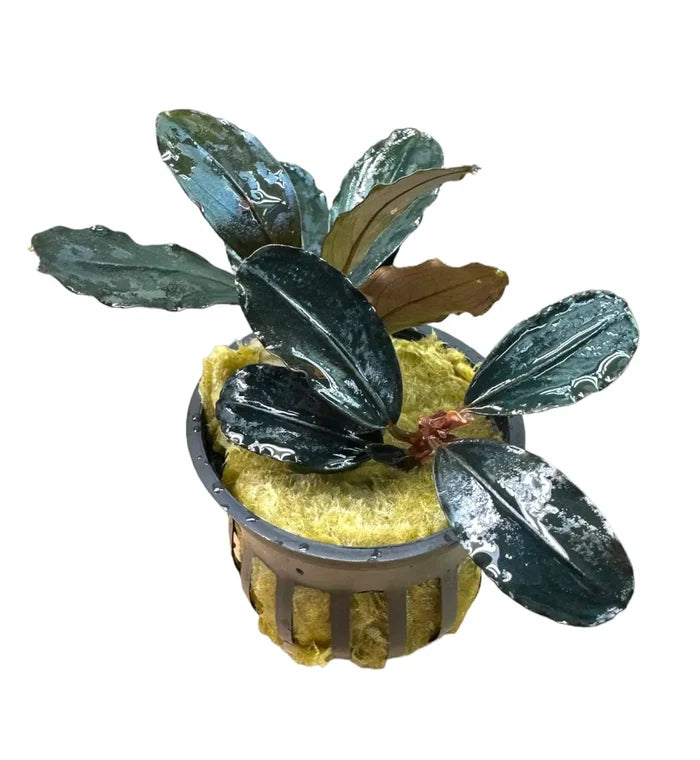 Bucephalandra Blue Diamond: dark green glossy aquatic plant in gray pot