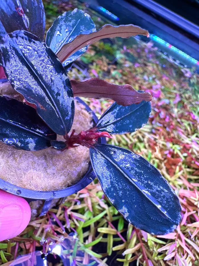 Bucephalandra Blue Diamond plant in black pot with burgundy leaves