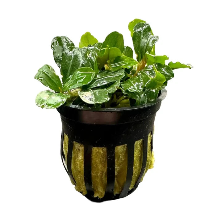 Bucephalandra Boyan in black net pot with yellow sponge and glossy green leaves