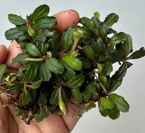 A compact lush green Bucephalandra Boyan aquatic plant with glossy leaves and delicate stems for aquariums