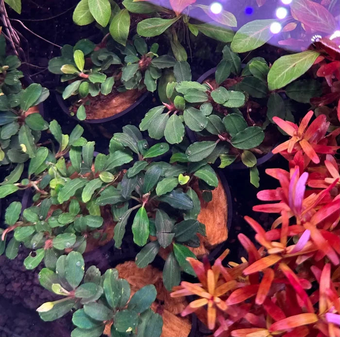 Bucephalandra Brownie Phantom: vibrant green red plants in black pots under purple LEDs