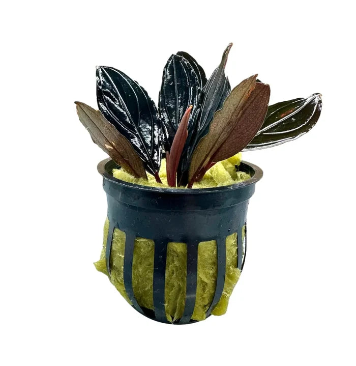 Bucephalandra Dark Skeleton in black netted pot with yellow sponge