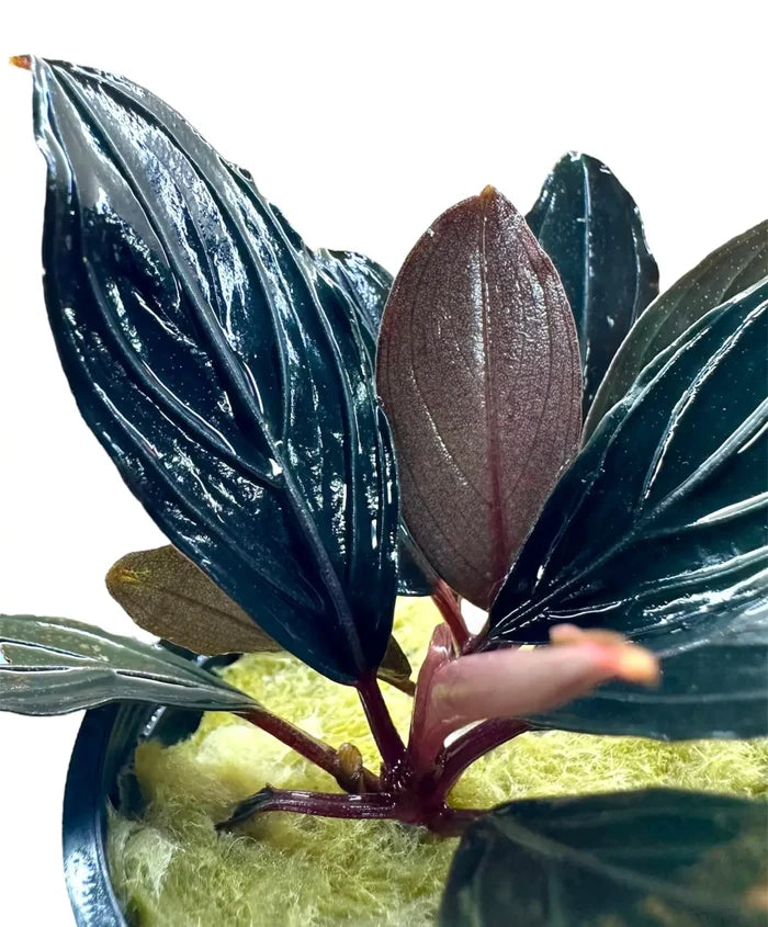 Bucephalandra Dark Skeleton glossy dark green burgundy plant
