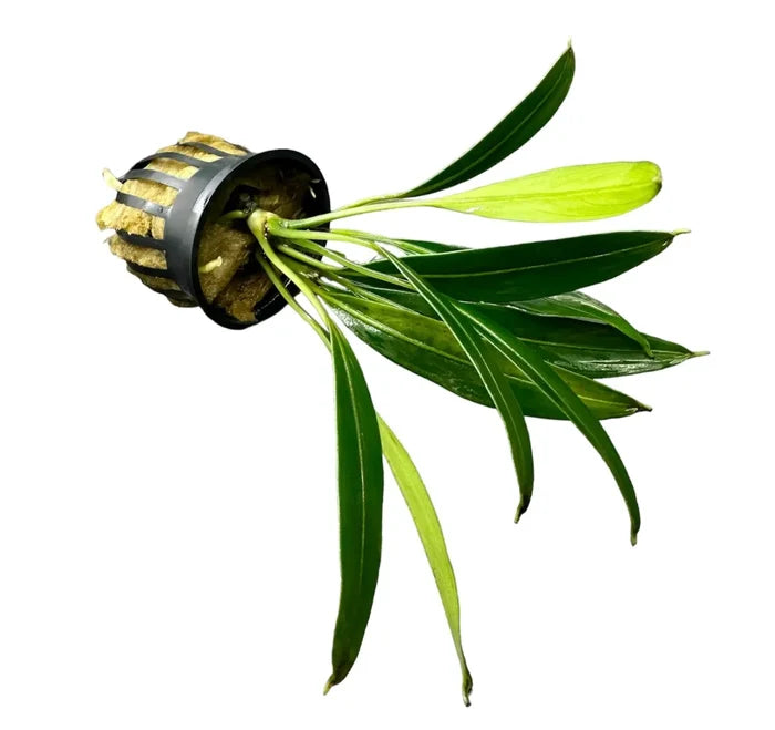 Bucephalandra Gigantea green leafy plant in modern terrarium-style black pot with gold accents