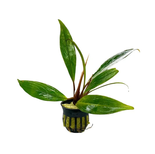 Bucephalandra Goliath green aquatic plant in black pot with yellow accents