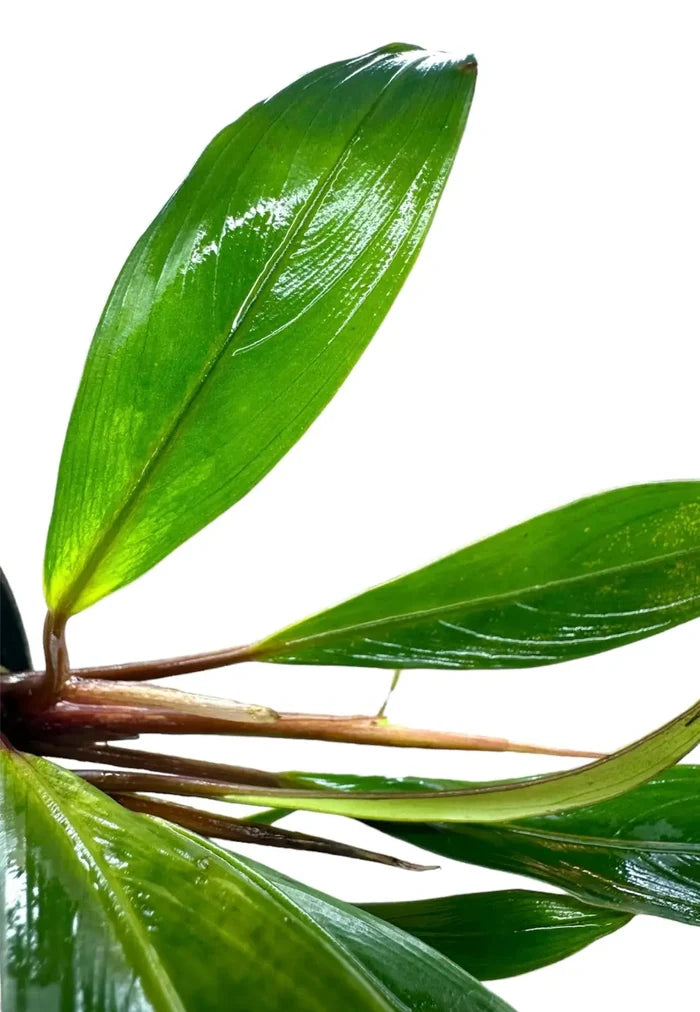 Bucephalandra Goliath green leafy plant with broad glossy leaves and dark stem
