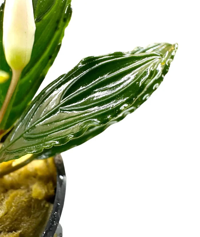 Bucephalandra Green Skeleton glossy leaf with veining and wavy edge