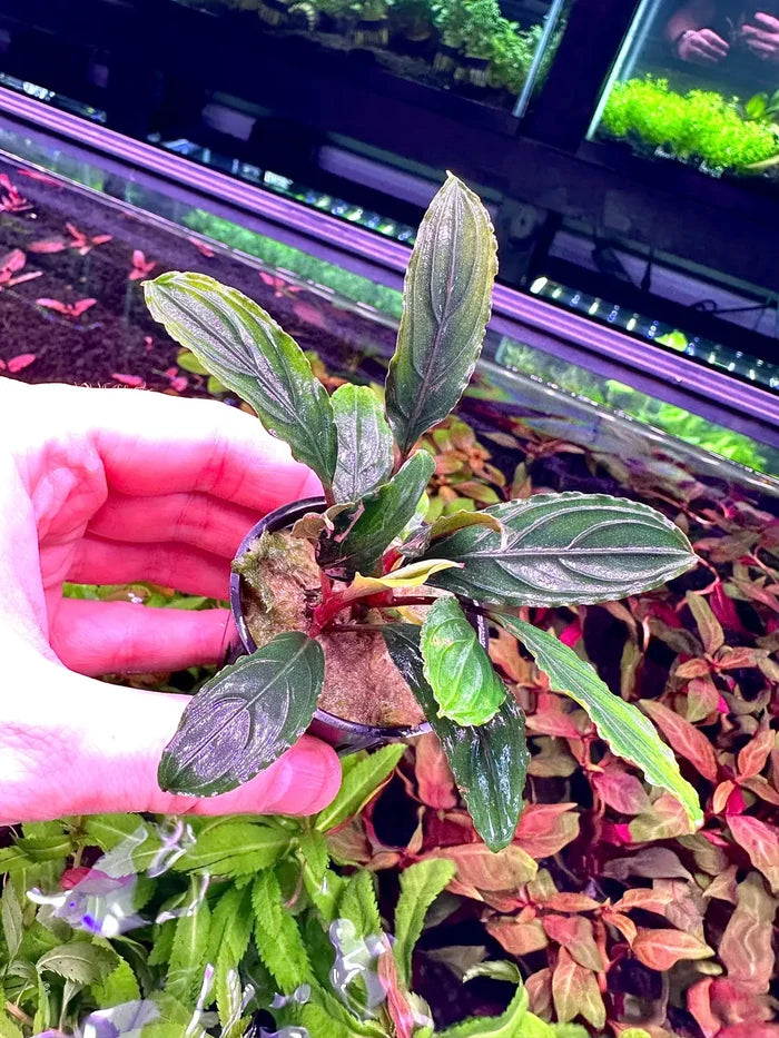 Bucephalandra Green Skeleton in black pot with glossy leaves