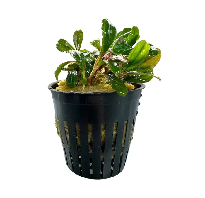 Bucephalandra Helena in black pot with lush green wavy leaves