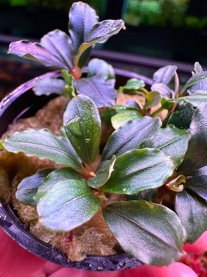 Bucephalandra Helena vibrant green purple aquatic plant in black pot