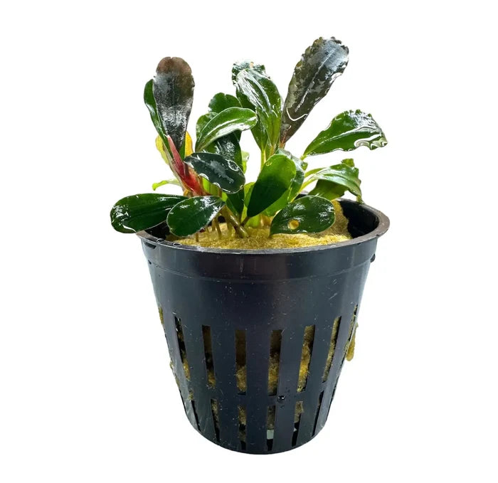 Bucephalandra Hellfire plant in black pot with yellow substrate