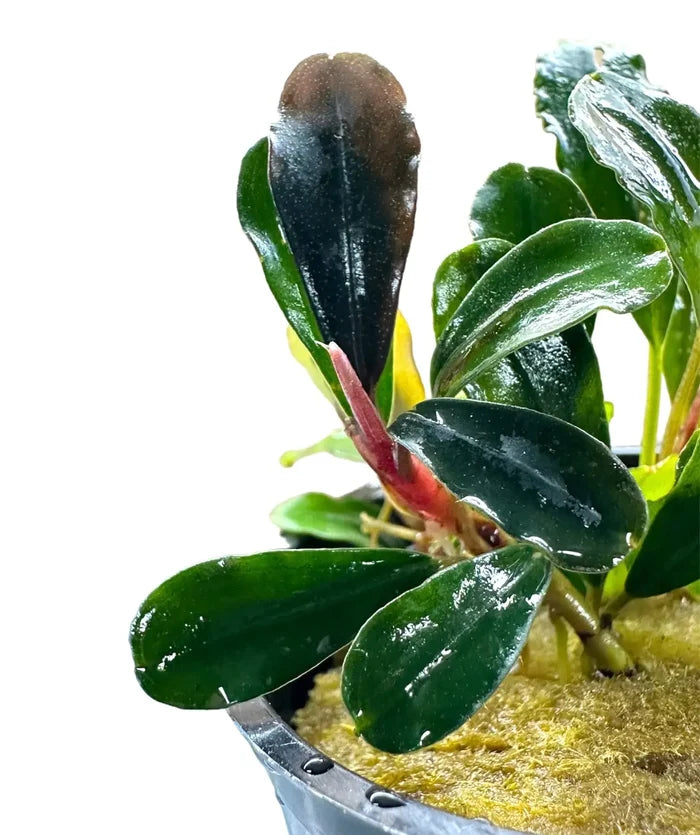 Bucephalandra Hellfire plant with glossy dark green waxy leaves in black pot