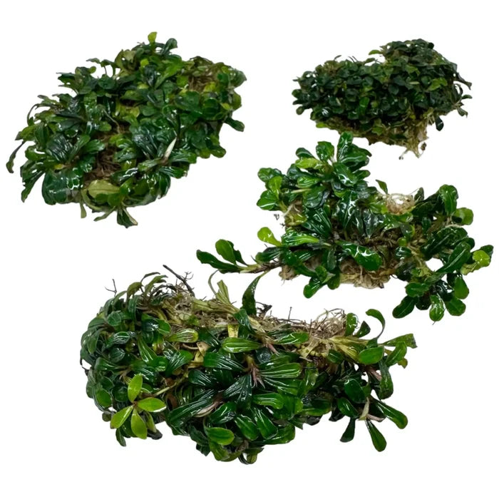 Bucephalandra Kapit: four lush dark green aquatic plants with glossy leaves and roots