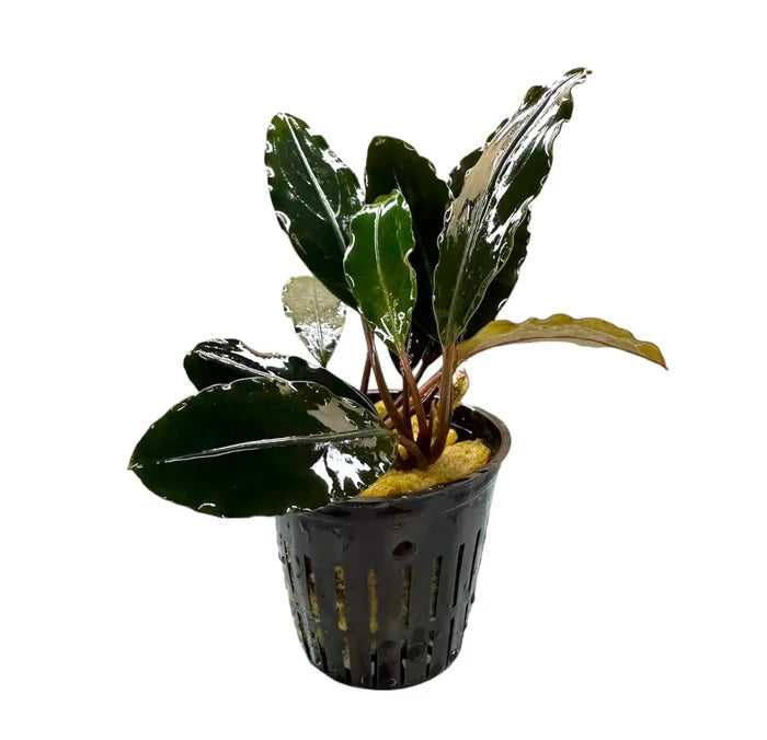 Bucephalandra Kapuas Hulu 3 green leafy plant in black drainage pot