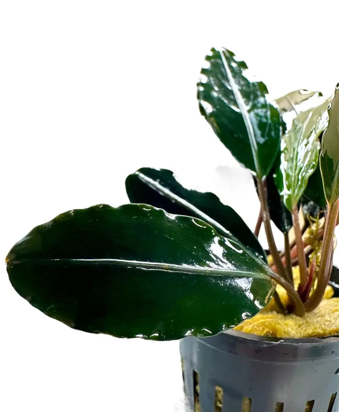 Bucephalandra Kapuas Hulu 3 — live aquarium plant in black pot