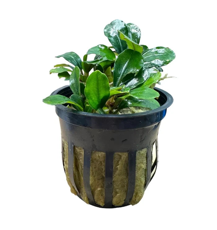 Bucephalandra Melon plant in black pot with glossy green leaves