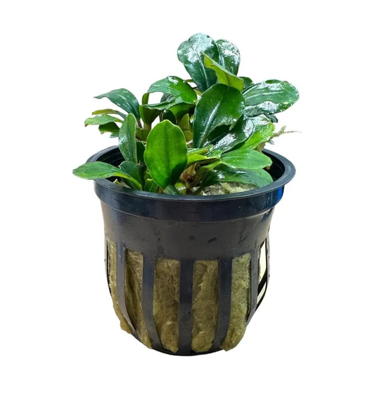 Bucephalandra Melon plant in black pot with glossy green leaves