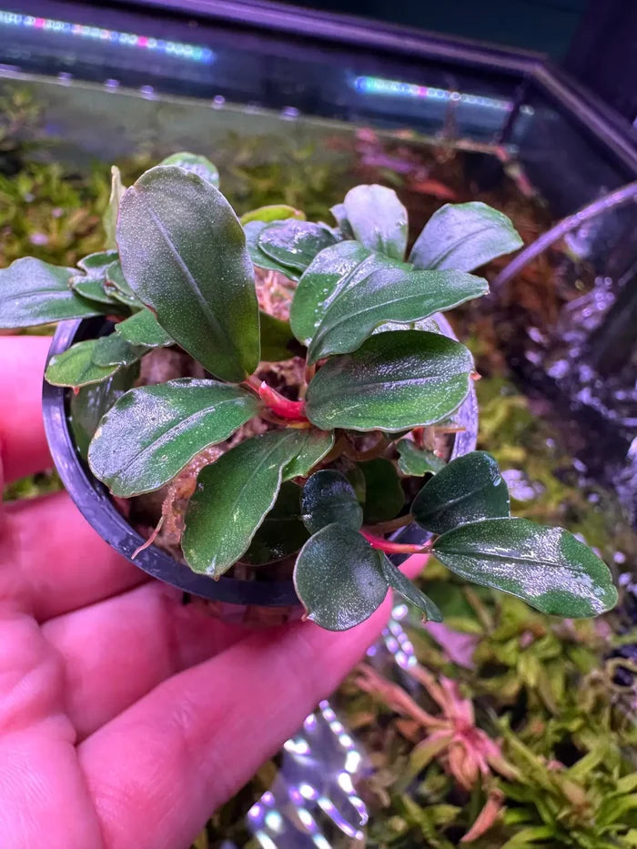 Bucephalandra Melon potted aquatic plant with glossy dark green leaves