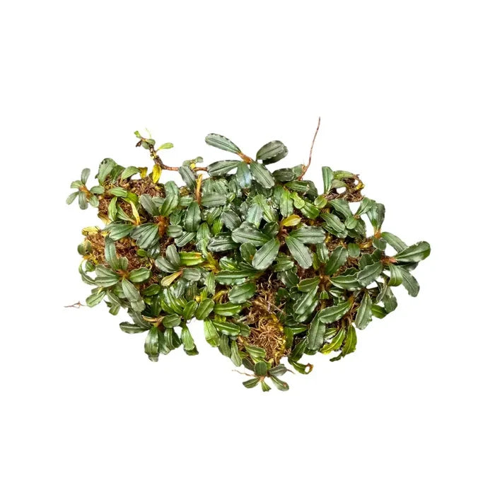 A lush compact cluster of green serrated leaves with a glossy finish in bucephalandra mini coin plant