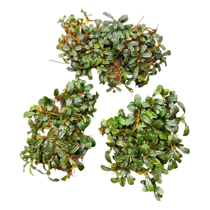 Bucephalandra mini coin with vibrant green glossy oval leaves and brown stems in three clumps of mossy plants