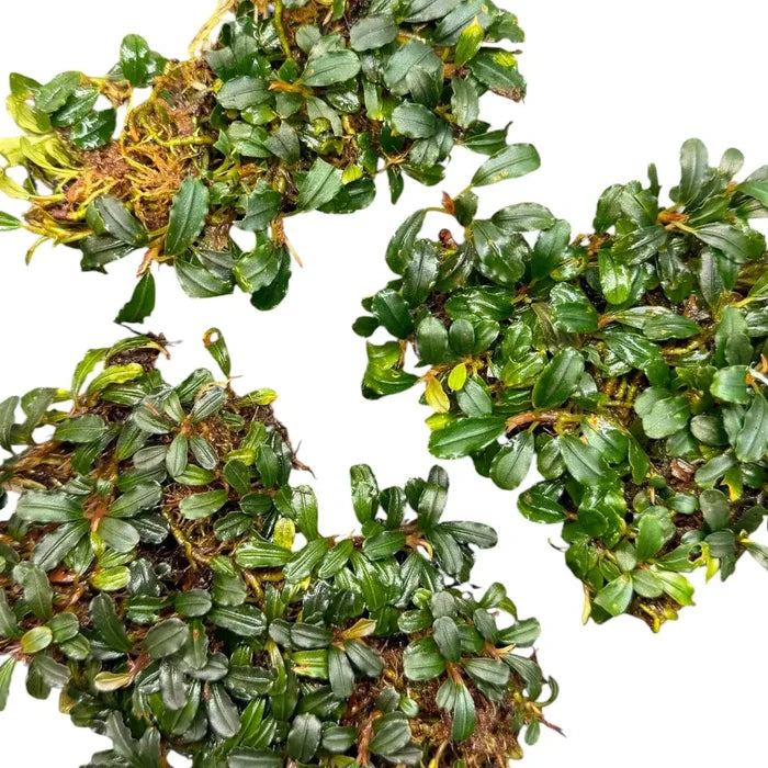 Compact bucephalandra mini coin with lush green mossy plants glossy leaves and earthy brown roots visible