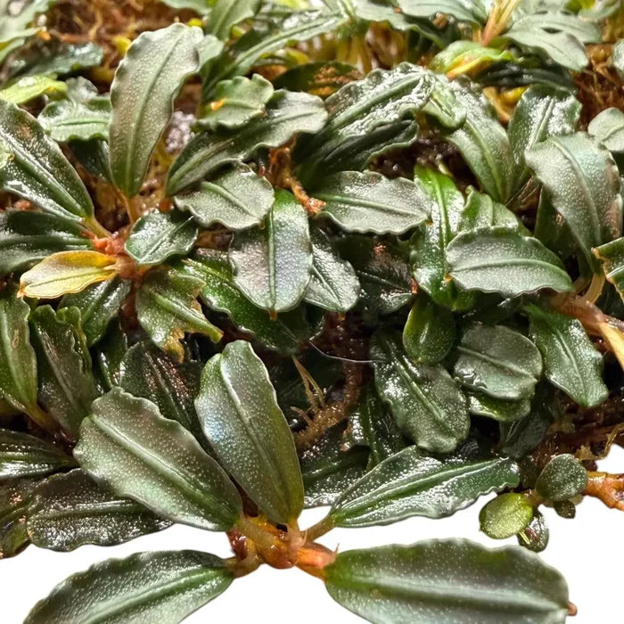 A bucephalandra mini coin aquatic plant with vibrant green glossy wavy leaves and reddish brown stems