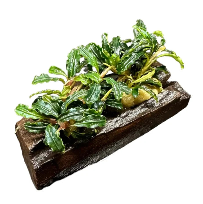 Bucephalandra Mix on Driftwood — live aquarium plants attached to wood