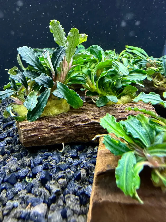 Bucephalandra Mix on driftwood with green plants, moss, blue gravel