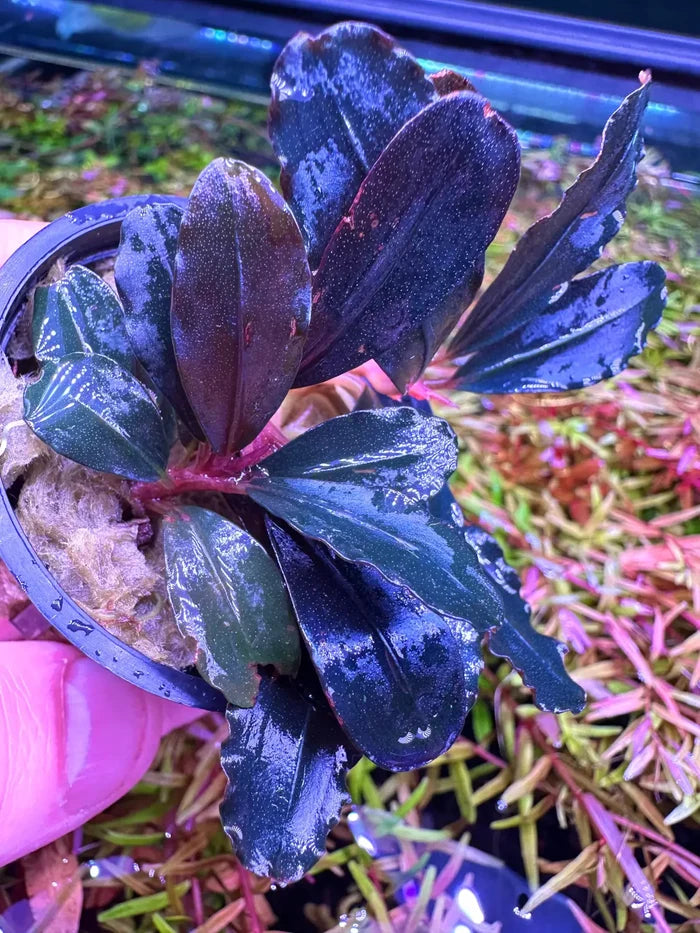 Dark purple leafy Bucephalandra Narcius Blue in black pot with white moss