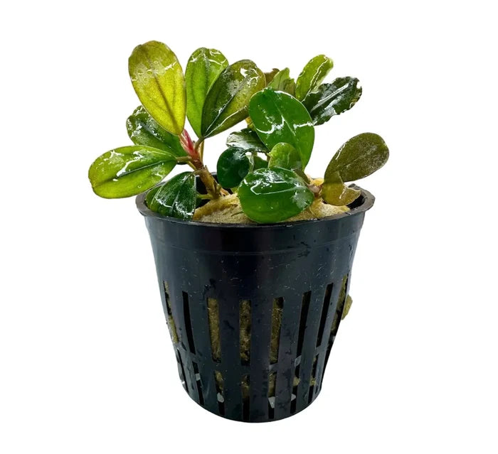 Black plastic hydroponic pot with Bucephalandra Penelope plant