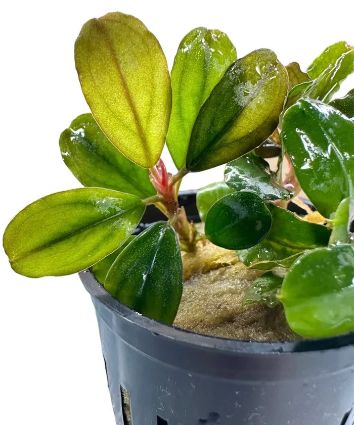 Bucephalandra Penelope green leafy plant in gray drainage pot